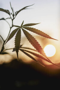 Letter10-Cannabis-39